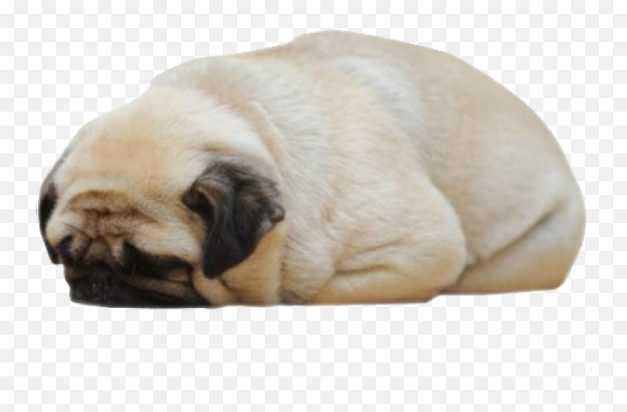 Sleepy Pug Png - Sad Pug,Pug Png