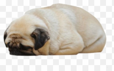 Sleepy Pug Png - Sad Pug,Pug Png