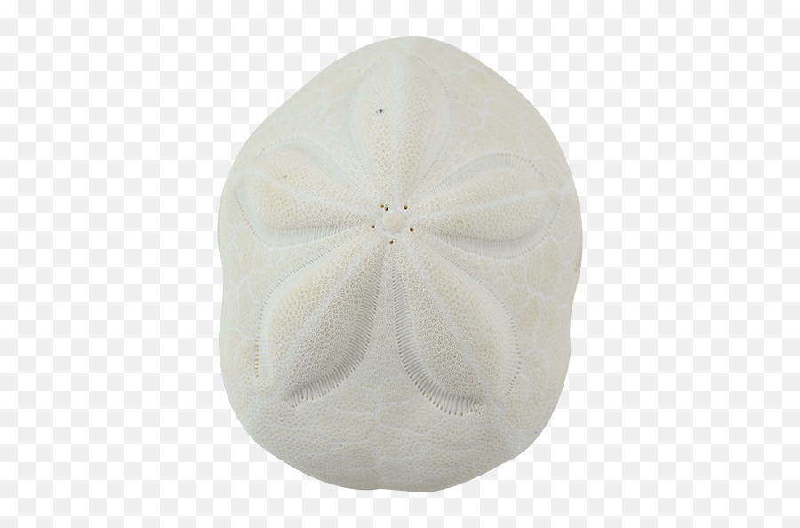 Sea Biscuit Sand Dollar - Sand Dollar Png,Sand Dollar Png