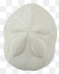 Sea Biscuit Sand Dollar - png