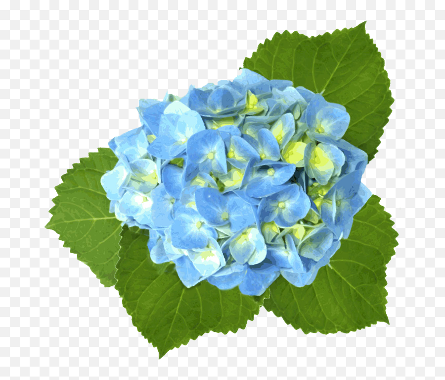 38 - Watercolor Blue Hydrangea Hydrangea Flowers Png,Hydrangea Png