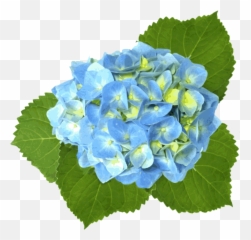 38 - Watercolor Blue Hydrangea Hydrangea Flowers Png,Hydrangea Png