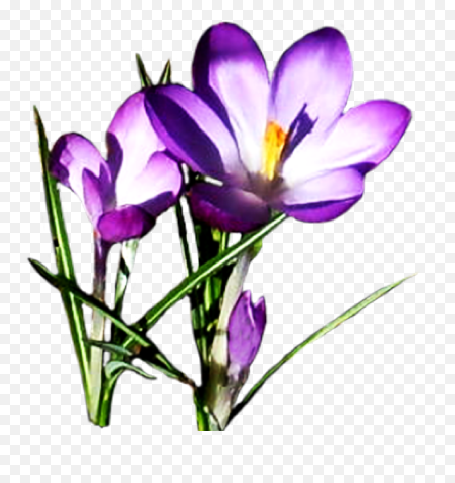 Clipart Spring Flowers Png Image - Spring Flower Clipart Free,Spring Flowers Png
