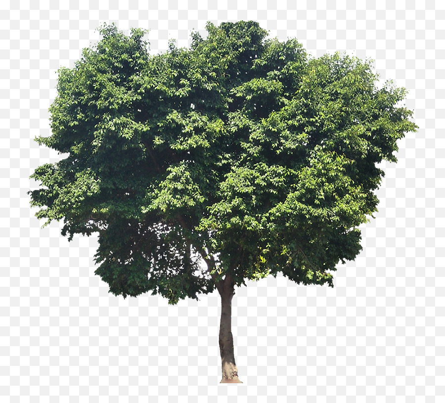 Sea Trees Architecture Picture V50 Png 800x759 Vh - Architecture Tree Elevation Png,Png Trees For Photoshop