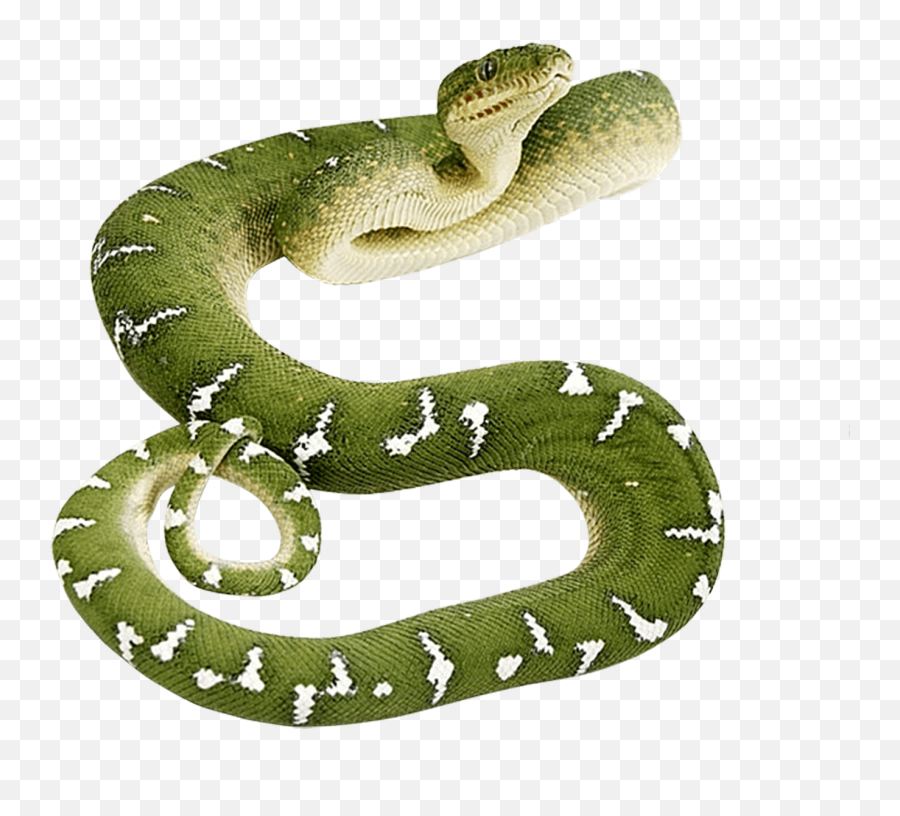 Download Png Image - Transparent Green Snake Png,Snake Emoji Png