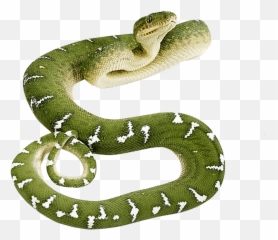 Download Png Image - Transparent Green Snake
