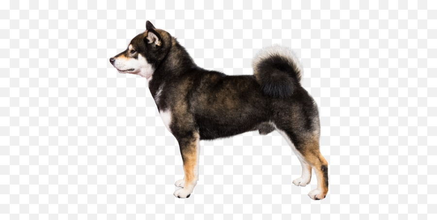 Shiba Inu Breed Course - Shiba Inu Profile Png,Shiba Inu Png Shiba Inu Breed Course - Shiba Inu Profile Png,Shiba Inu Png