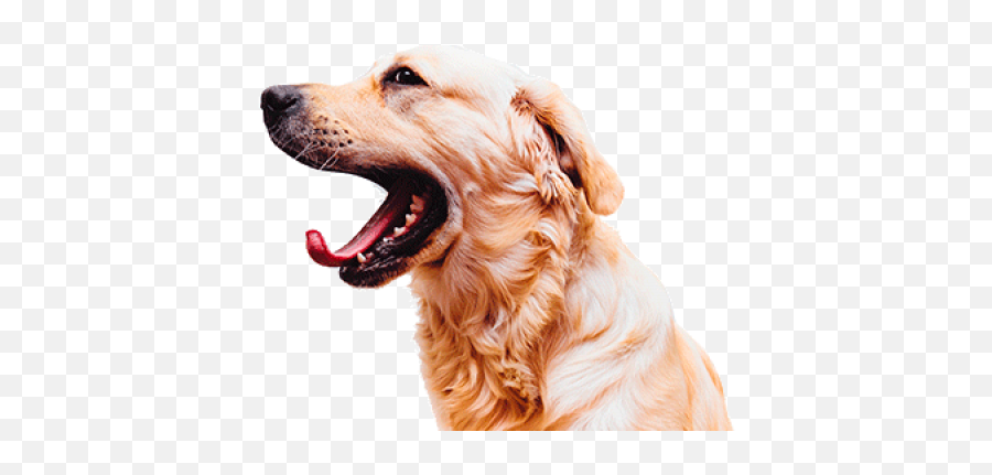 Open Mouth - Dog Open Mouth Png Transparent Png Original Love Pet Dent,Open Mouth Png