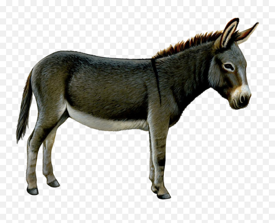 Free Donkey Png Images With Transparent Background 42 - Donkey Transparent Background,Donkey Shrek Png