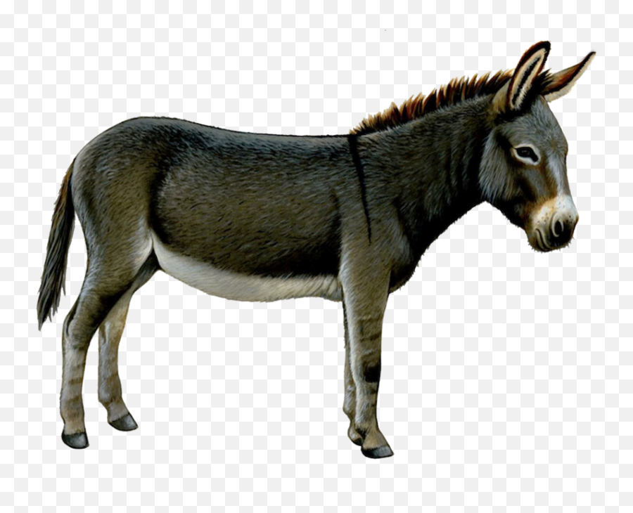 Donkey Shrek Png - Free Transparent PNG Clipart Images Download