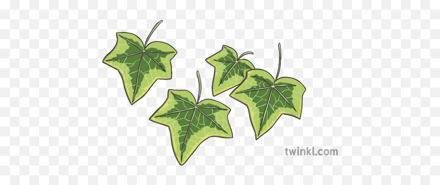 Ivy Leaves Illustration - Twinkl Hojas De Hiedra Para Colorear Png,Holly Leaves Png