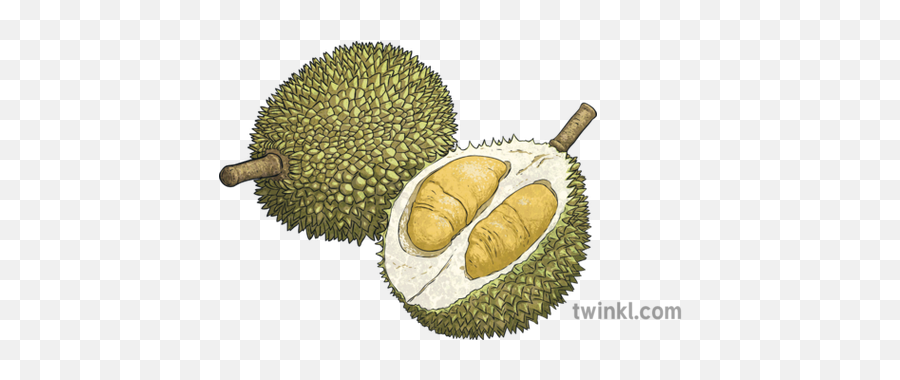 Durian Fruit Geography Topics Ks2 - Geography Durian Png,Durian Png