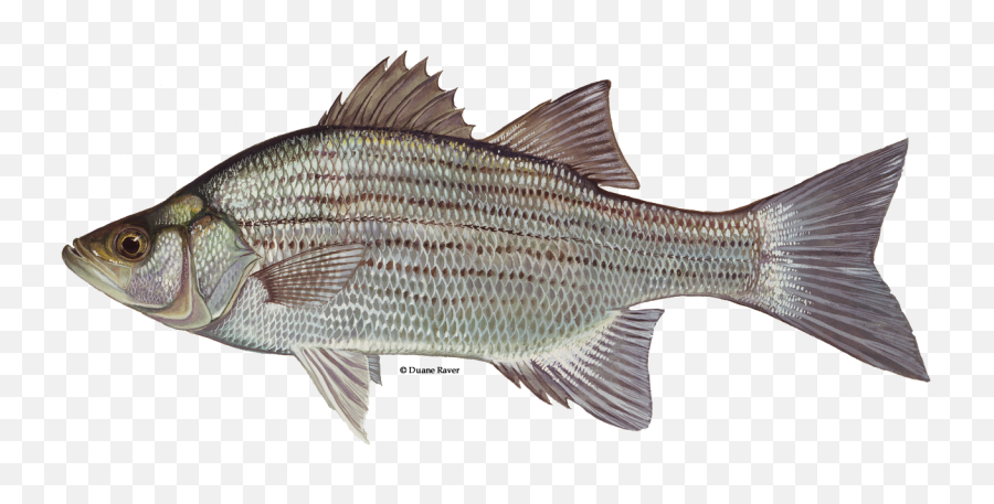 White Bass - White Bass Png,Bass Fish Icon