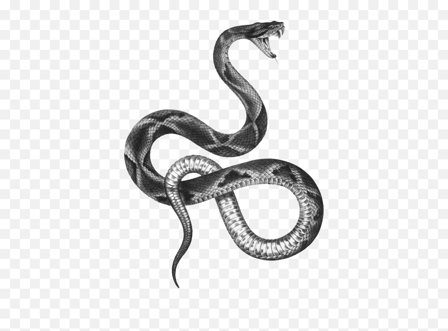 The Snakes Of Australia Tattoo Artist - Vintage Snake Illustration Png,Black Snake Png