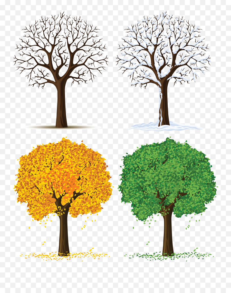 Four Seasons Tree Clipart - Tree Changes During Seasons Png,Fall Trees Png