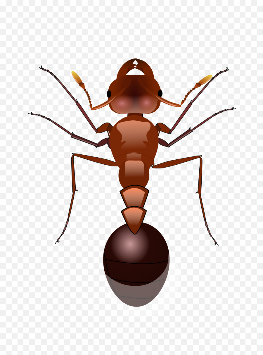 Ants Png Image Without Background - Ant,Ant Png