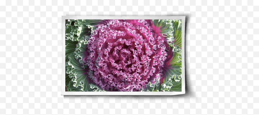 Cabbage Versatile And Delicious Cancer - Fighter Wild Cabbage Png,Cabbage Png
