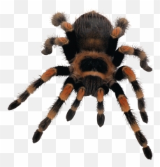 Spider Clipart Transparent Background - Transparent Background Tarantula Png