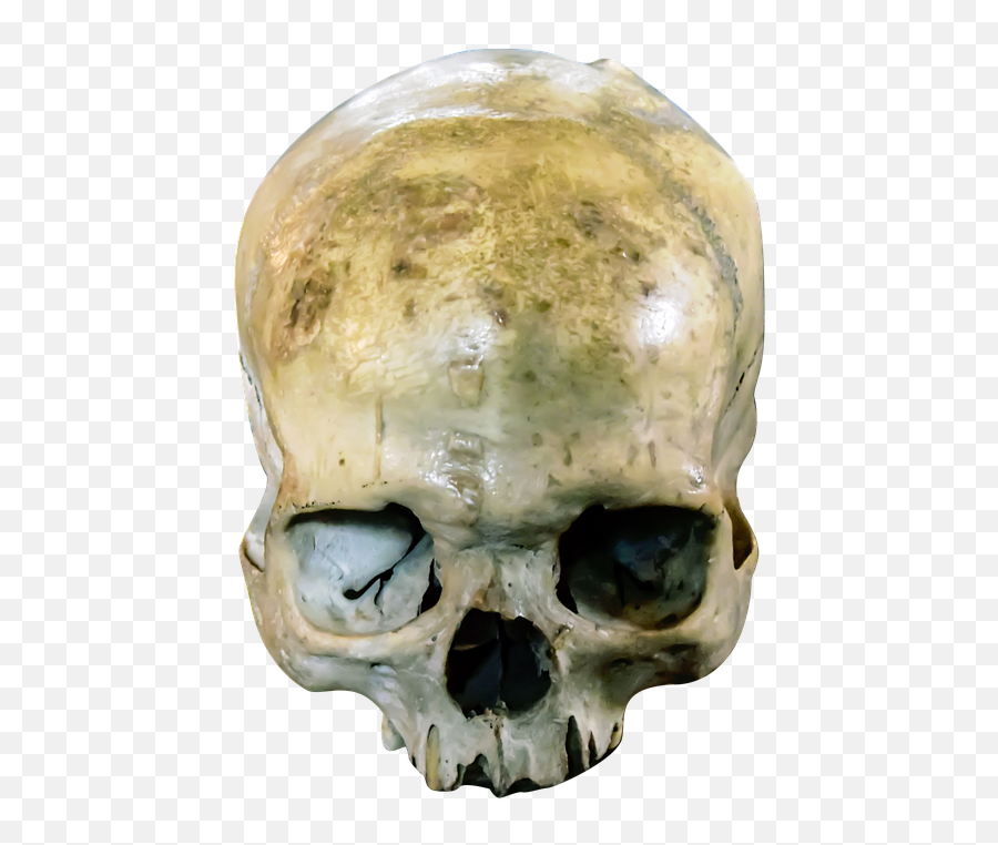 Skull Head Dead - Free Photo On Pixabay Horror Head Png Hd,Skull Head Png