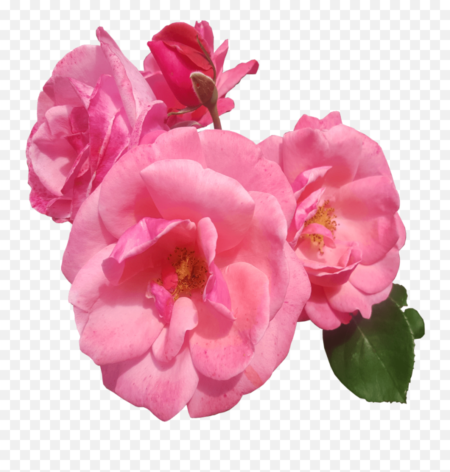 Pink Roses Transparent Background - Pink Flower Transparent Png,Rose Transparent