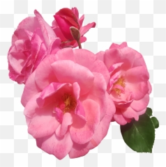 Pink Roses Transparent Background - Flower Png