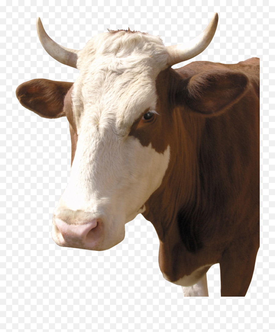 Download Hd Cow Png - Cabeza De Toro Png,Cow Transparent Background