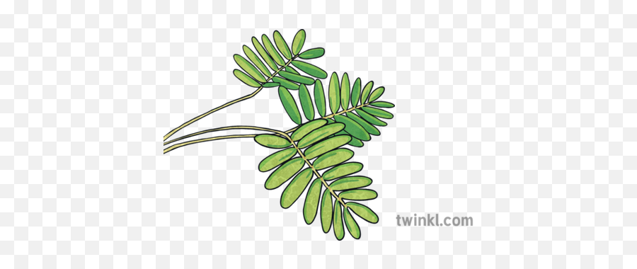 Mimosa Pudica Plant Nature Leaves Touch Sensitive Natural - Mimosa Pudica Png,Mimosa Png