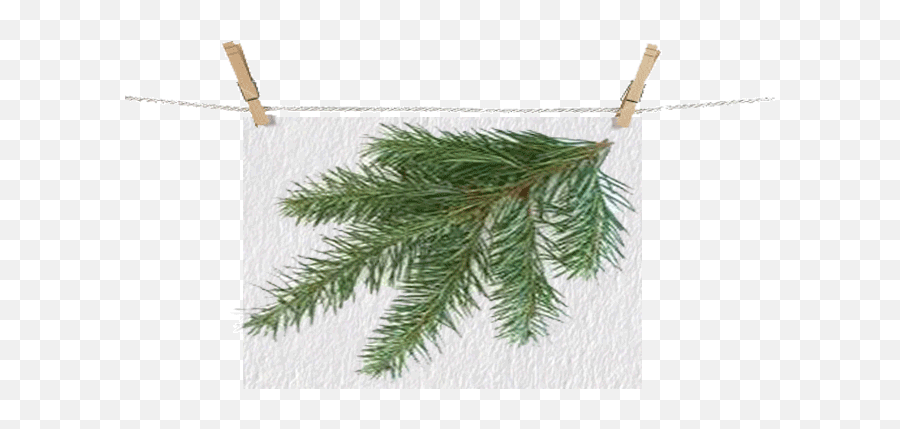 Download Douglasfir Leftbranch - Types Of Christmas Trees Types Of Christmas Trees Png,Christmas Trees Png