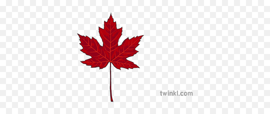 Red Maple Leaf Illustration - Twinkl Sunningdale Heath Golf Club Logo Png,Maple Tree Png