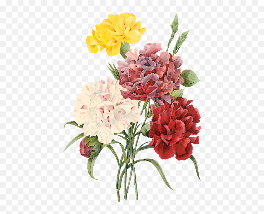 Pierre - Carnations Painting Png,Flower Illustration Png