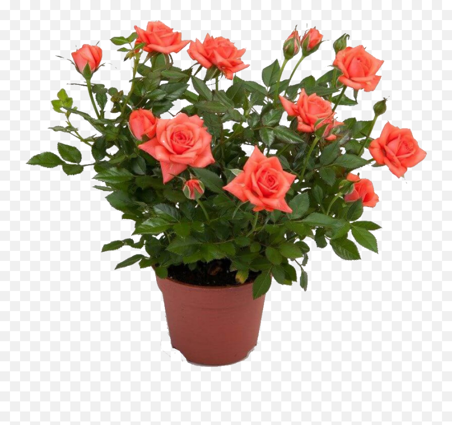 White Rose Bush Png - Rose In Pot Png,Rose Bush Png
