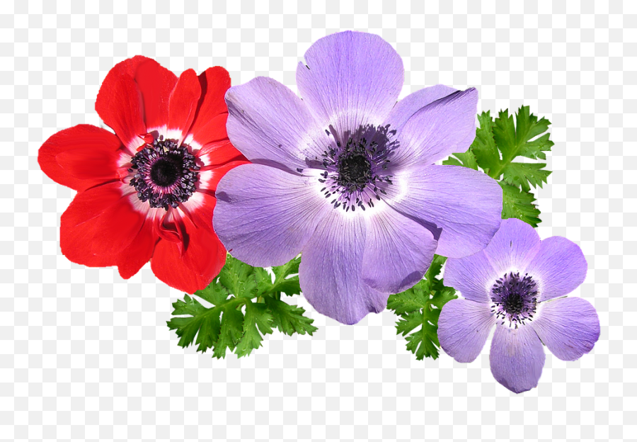 Anemone Mixed Flowers - Anemone Flower Transparent Png,Anemone Png