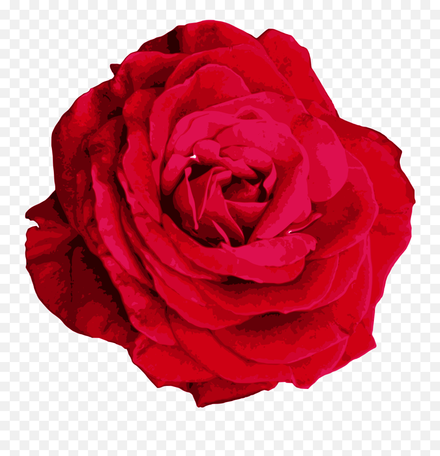 Red Rose Png Image Transparent - Hybrid Tea Rose,Watercolor Roses Png
