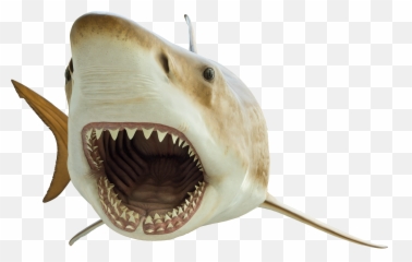 Mega - Toothed Shark Smithsonian National Museum Of Natural Png,Jaws Png