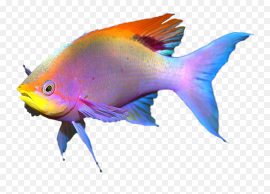 Coral Reef Fish - Png Fisch,Coral Reef Png