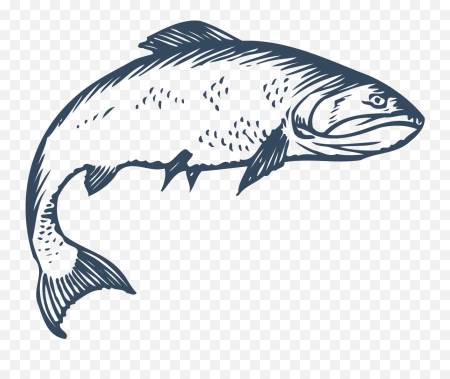 Freshwater Fish Euclidean Vector - Crooked Fish Png Download Fish Png Vetor,Fishes Png