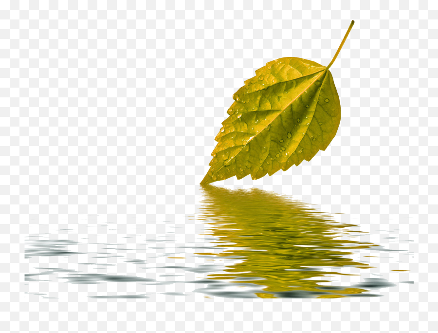 Leaf Water Drop Transparent Background - Water Drop Leaf Background Png,Water Drop Transparent