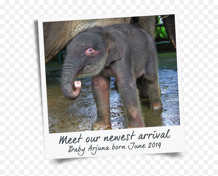 Bathe U0026 Breakfast With Elephants - Mason Adventures Baby Elephant Bali Png,Elephant Transparent