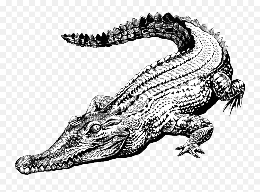 Mecistops Cataphractus U2013 Project - Slender Snouted Crocodile Coloring Png,Crocodile Transparent
