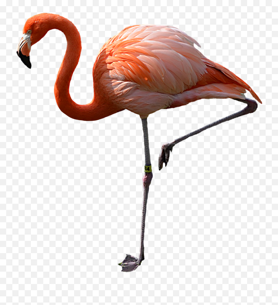 Flamingo Png - Flamingo Transparent Background,Flamingo Png