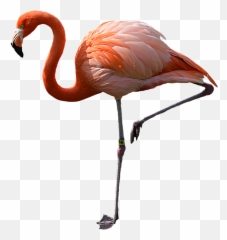 Flamingo Png - Transparent Background