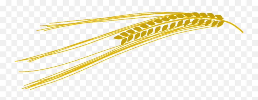 Barley Wheat Gold - Barley Clip Art Png,Trigo Png