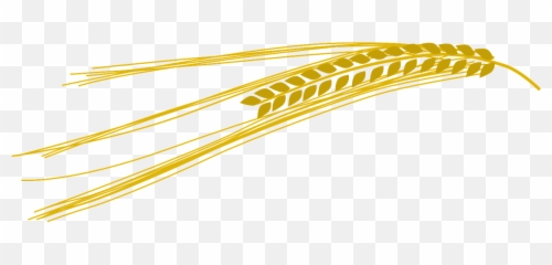 Barley Wheat Gold - Barley Clip Art Png,Trigo Png