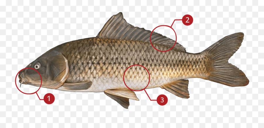 Fish Scales Png - Identify Carp,Fish Scales Png