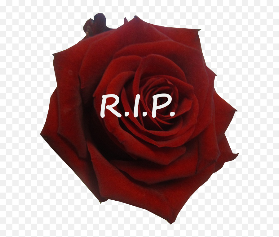 Rest In Peace Rose Related Keywords - Lovely Png,Rest In Peace Png