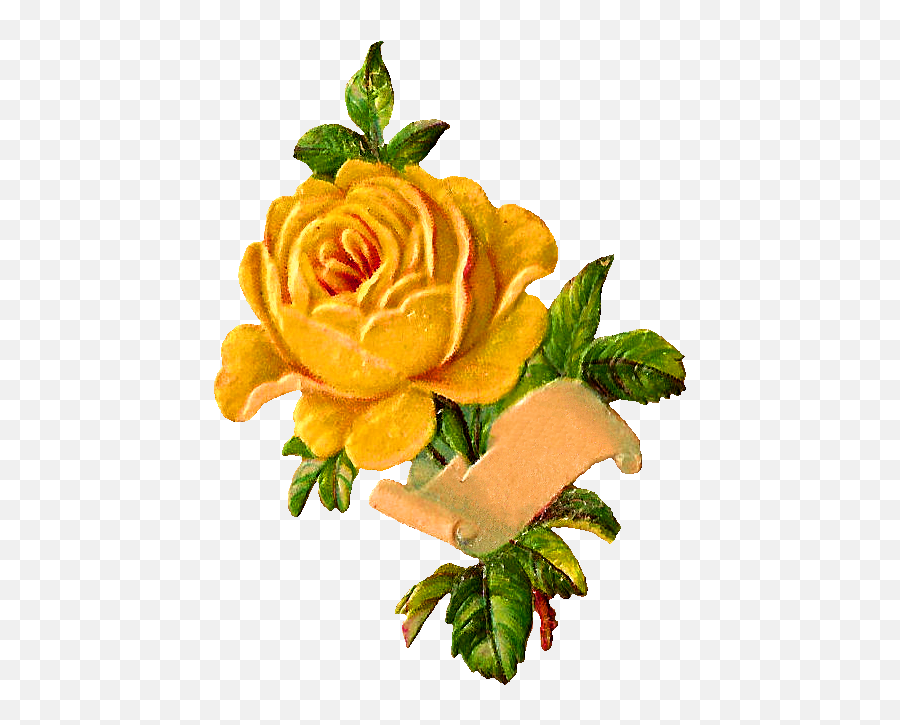 Yellow Rose Pix 536x696 Photo V10 Png - Vintage Yellow Roses Clipart,Yellow Roses Png
