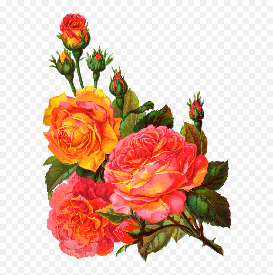 Vintage Roses Garden Clipart - Png Download Full Size Floral Design,Vintage Roses Png