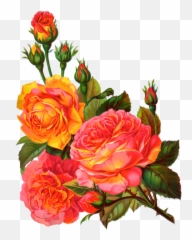 Vintage Roses Garden Clipart - Png Download Full Size Floral Design