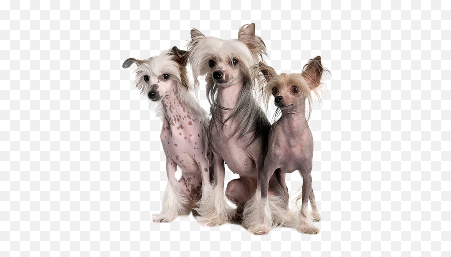 Dogs Funny - Hairless Small Dog Breeds Png,Funny Dog Png