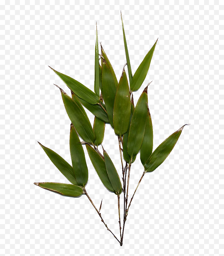 Bamboo Leaf Png Image - Phyllostachys Nigra,Bamboo Leaves Png
